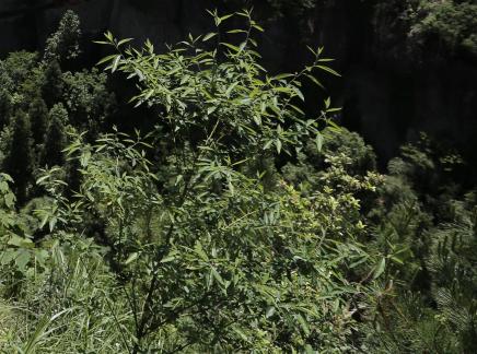 Green environment 21