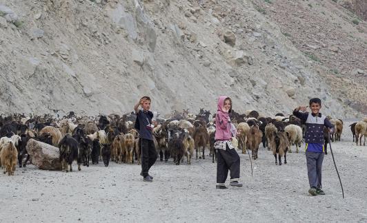 The little shepherds3