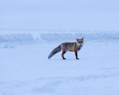 Fox in the snow
