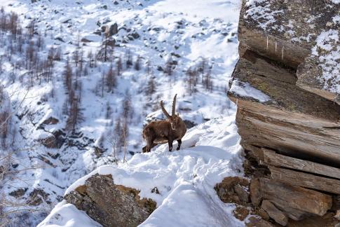 Lo Stambecco sul Gran Paradiso