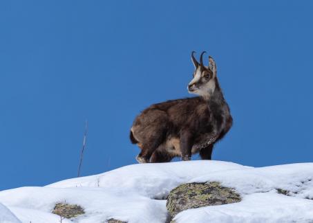 Observant Chamois