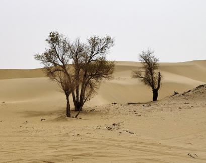 Green traces of the wilderness 1