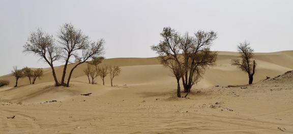 Green traces of the wilderness 2