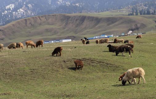 Dian Shang Pastoral Song 9