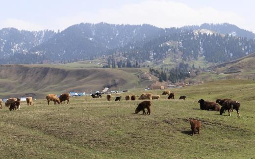 Dian Shang Pastoral Song 10