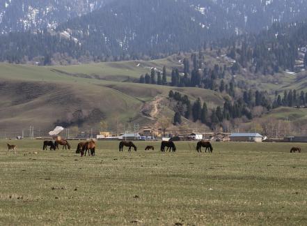 Dian Shang Pastoral Song 4