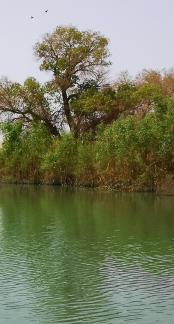 Green Shadow by the Pool 1