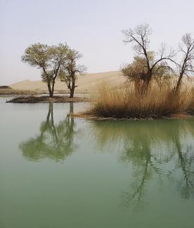 Green Shadow by the Pool 2