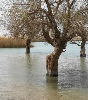 Green Shadow by the Pool 3