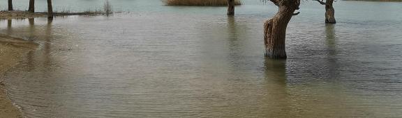 Green Shadow by the Pool 4