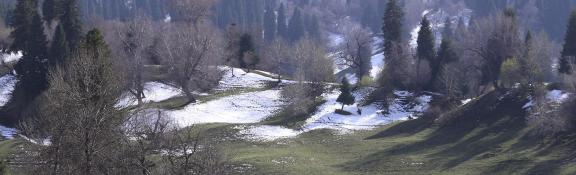 Cold Mountain Green Shadow 1