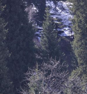 Cold Mountain Green Shadow 2