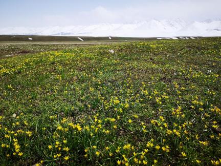 Wilderness Yellow Carpet 9