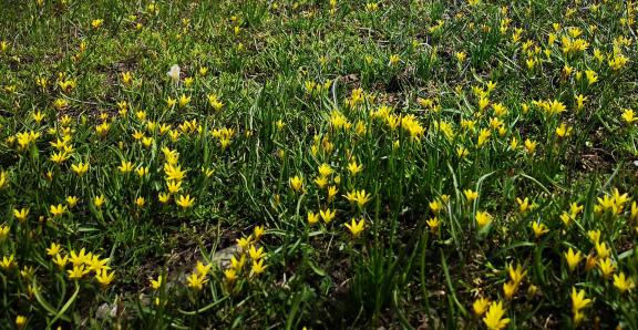 Wilderness Yellow Carpet 10