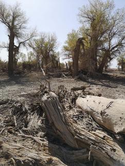 Desert residual branches 9