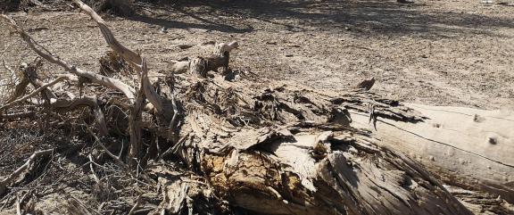 Desert residual branches 10