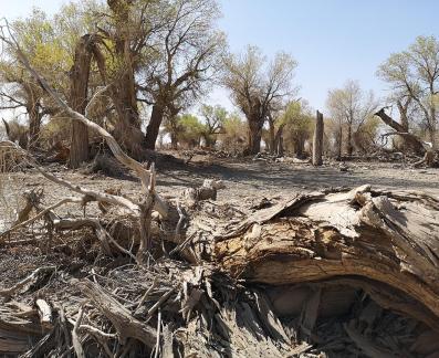 Desert residual branches 11