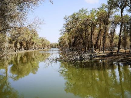 Desert Green Forest 7