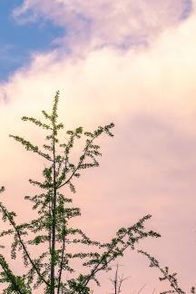 Dusk after the rain 1