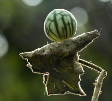 Withering yet elegant