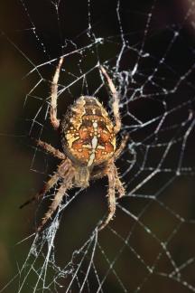 Common Garden Spider 2
