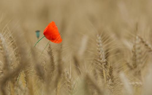 Poppy in wheat