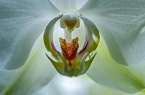 Enchanting Butterfly Orchid