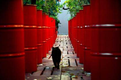 RedandCat20251