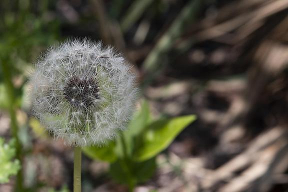 Dandelion