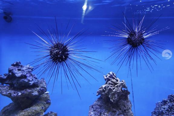 Inhabitants of the deep sea-2