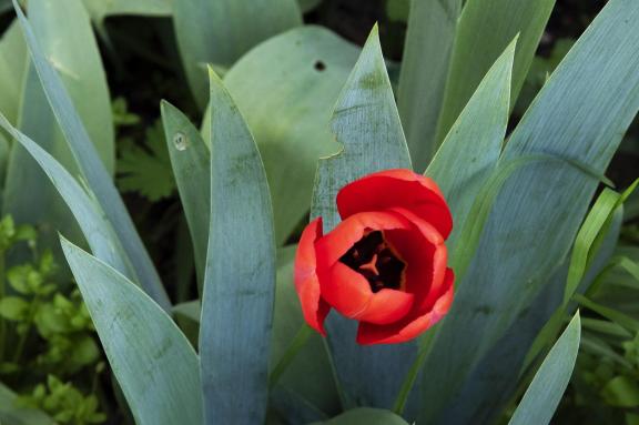 Tulip
