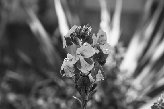 Unknown flowers-5