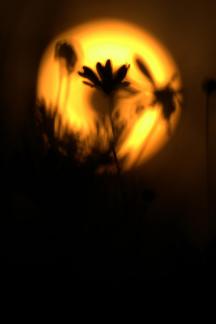 Flower in Sun
