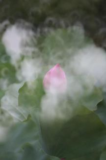 Lotus flower