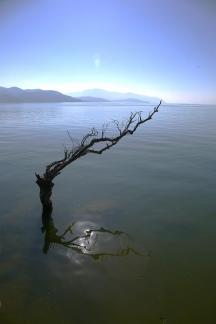 tree in the water