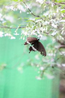 Butterfly and Flower