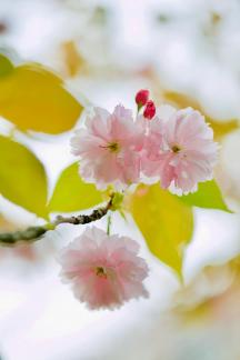Cherry Blossom