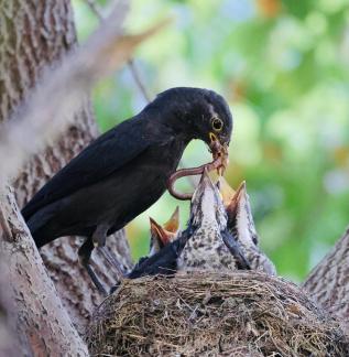 Feeding