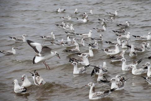 Gull Dance 17