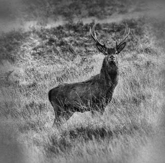 Exmoor Stag