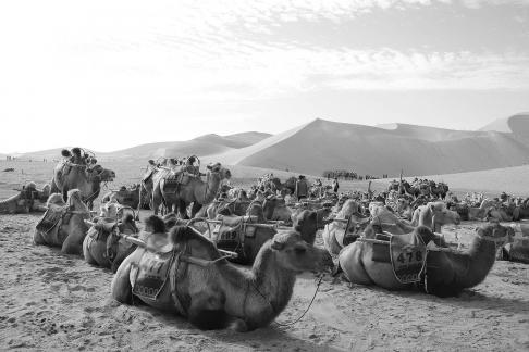 Desert Journey 29