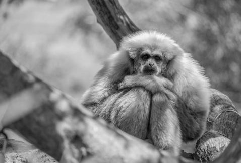 Contemplation