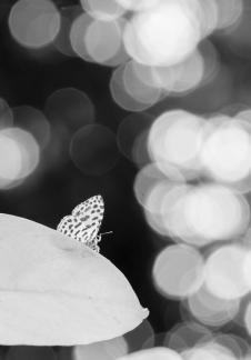 Dreams in the air