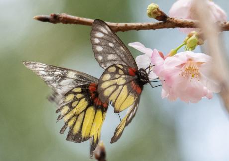 Butterflies in pair