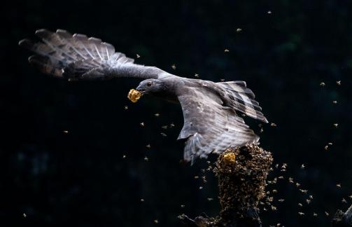 Eagle s turn