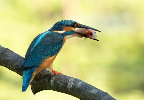 Kingsfisher s catch