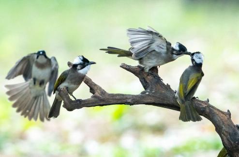 Birds gathering