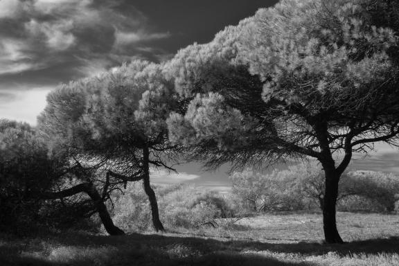 Stone pines 