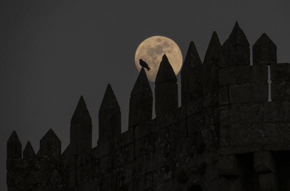 A pigeon at moonset