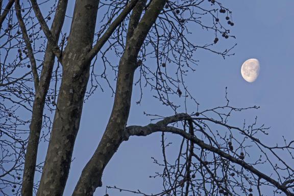Moon behind the platanus